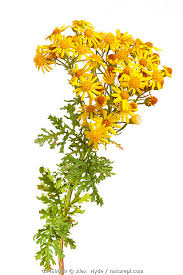 Attēlu rezultāti vaicājumam “Jacobaea vulgaris flower”