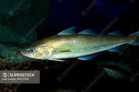Image result for Microgadus tomcod