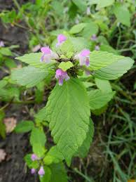 Attēlu rezultāti vaicājumam “Galeopsis bifida”