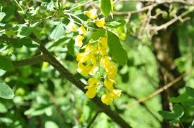 Attēlu rezultāti vaicājumam “Laburnum”