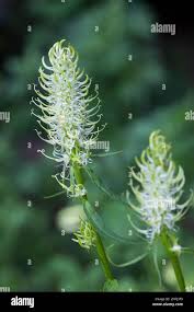 Attēlu rezultāti vaicājumam “Phyteuma spicatum bud”