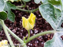 Attēlu rezultāti vaicājumam “Citrullus lanatus”