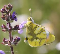 Attēlu rezultāti vaicājumam “Euphydrias aurinia underside”