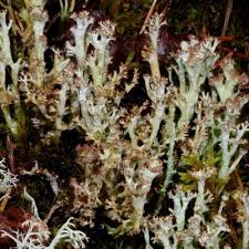 Attēlu rezultāti vaicājumam “Cladonia phyllophora”