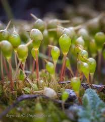 Attēlu rezultāti vaicājumam “Eurhynchiastrum pulchellum macro”