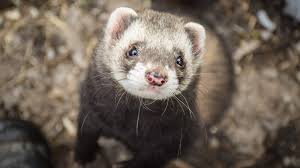 Attēlu rezultāti vaicājumam “Mustela putorius”