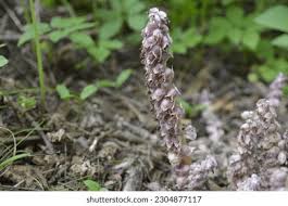 Attēlu rezultāti vaicājumam “Lathraea squamaria fruit”