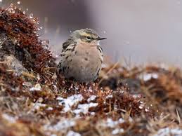Attēlu rezultāti vaicājumam “Anthus petrosus adult”