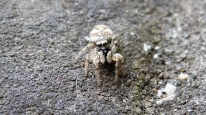 Attēlu rezultāti vaicājumam “Salticus sp.”