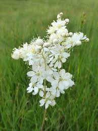 Image result for Filipendula vulgaris
