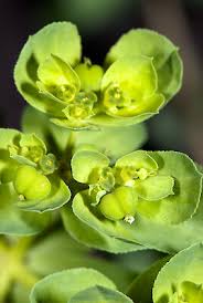 Attēlu rezultāti vaicājumam “Euphorbia helioscopia”