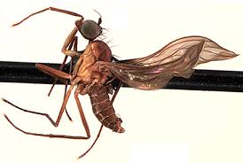 Attēlu rezultāti vaicājumam “Empididae”