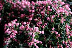 Attēlu rezultāti vaicājumam “Andromeda polifolia bud”