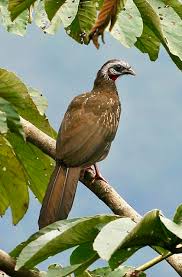 Attēlu rezultāti vaicājumam “Galliformes”