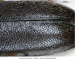 Attēlu rezultāti vaicājumam “Cortodera femorata”