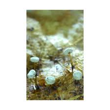 Attēlu rezultāti vaicājumam “Didymium bahiense spores”