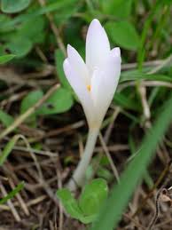 Attēlu rezultāti vaicājumam “Colchicum szovitsii subsp. szovitsii flower”