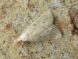 Attēlu rezultāti vaicājumam “Calamotropha paludella”