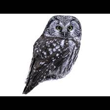 Image result for Aegolius funereus