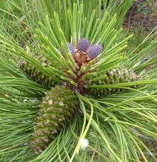 Attēlu rezultāti vaicājumam “Pinus ponderosa fruit”