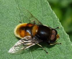 Attēlu rezultāti vaicājumam “Eristalis sp.”