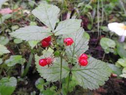 Attēlu rezultāti vaicājumam “Rubus saxatilis”