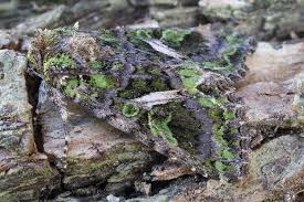 Attēlu rezultāti vaicājumam “Trachea atriplicis”