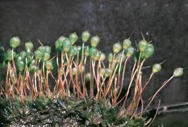 Attēlu rezultāti vaicājumam “Physcomitrium pyriforme sporophyte”