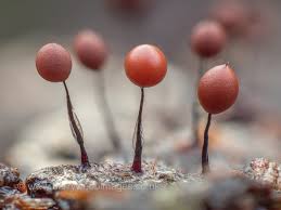 Attēlu rezultāti vaicājumam “Comatricha nigra macro”