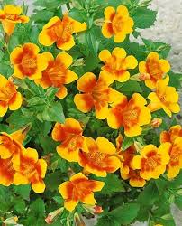 Image result for Mimulus x hybrida
