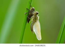 Attēlu rezultāti vaicājumam “Libellula quadrimaculata larva”