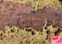 Attēlu rezultāti vaicājumam “Vuilleminia comedens”