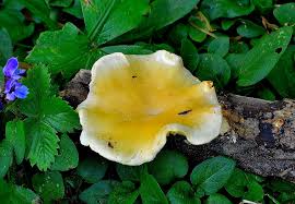 Attēlu rezultāti vaicājumam “Lentinus suavissimus”