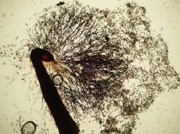 Attēlu rezultāti vaicājumam “Lamproderma nigrescens”