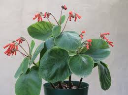 Image result for Sinningia