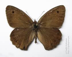 Attēlu rezultāti vaicājumam “Hyponephele lycaon male”