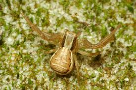 Attēlu rezultāti vaicājumam “Xysticus ulmi”