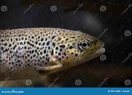 Image result for Salmo macrostigma