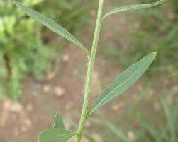 Attēlu rezultāti vaicājumam “Erysimum cheiranthoides leaf”