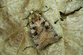 Attēlu rezultāti vaicājumam “Xestia triangulum”