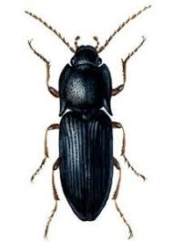 Attēlu rezultāti vaicājumam “Selatosomus aeneus”