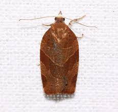 Attēlu rezultāti vaicājumam “Pandemis cinnamomeana”