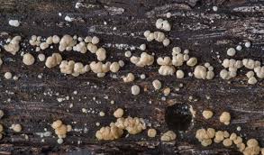 Attēlu rezultāti vaicājumam “Hypocrea gelatinosa”