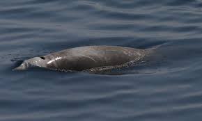 Image result for Ziphius cavirostris