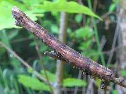 Attēlu rezultāti vaicājumam “Crocallis elinguaria larva”