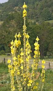 Image result for Verbascum phlomoides