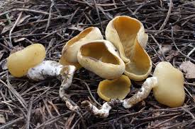 Attēlu rezultāti vaicājumam “Sowerbyella radiculata”