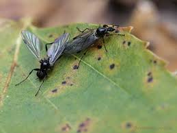 Attēlu rezultāti vaicājumam “Bibionidae female”