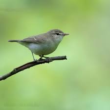 Attēlu rezultāti vaicājumam “Phylloscopus trochiloides”