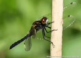Attēlu rezultāti vaicājumam “Leucorrhinia caudalis male”